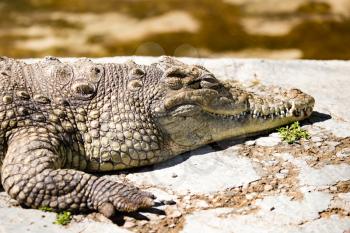 Crocodile lies on concrete in the zoo .
