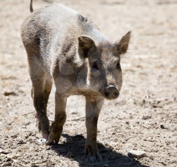 A young wild boar lives in the zoo