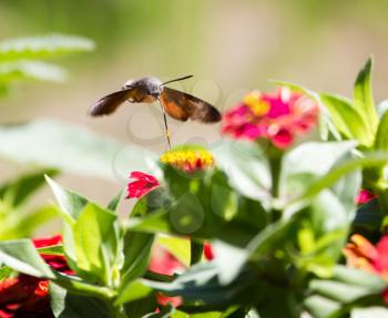 Butterfly in flight gathers nectar from flowers .