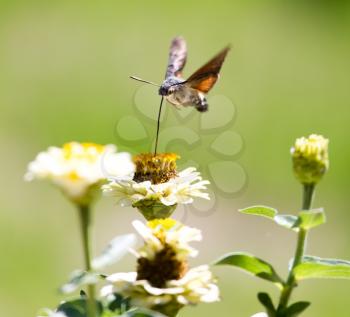Butterfly in flight gathers nectar from flowers .