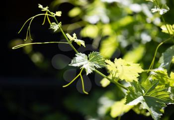 Mustache of grapes with green leaves in the open air .