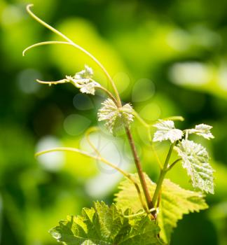 Mustache of grapes with green leaves in the open air .