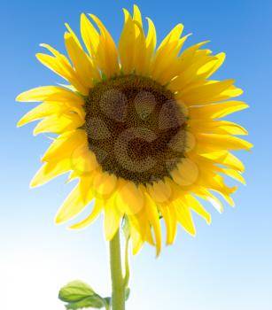 Beautiful yellow sunflower flowers grow on nature