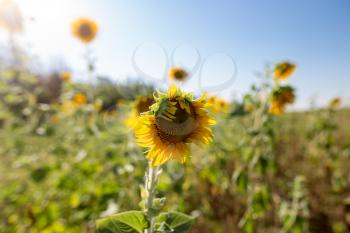 Beautiful yellow sunflower flowers grow on nature