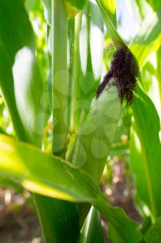 Young green corn leaves in the nature .