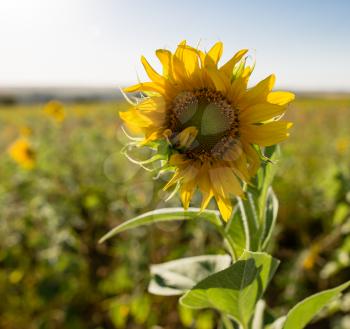 Beautiful yellow sunflower flowers grow on nature