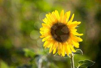 Beautiful yellow sunflower flowers grow on nature