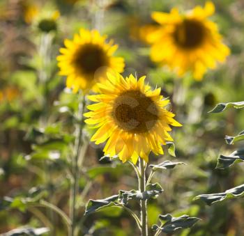 Beautiful yellow sunflower flowers grow on nature