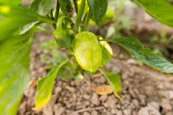 Green pepper on the plant in the garden .