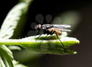 Fly on a green leaf in the open air .