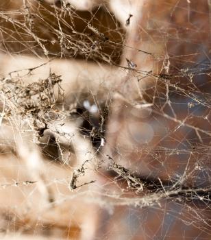 Spider web on the ceiling as a background .