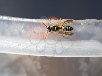 A wasp eats honey on plastic. macro