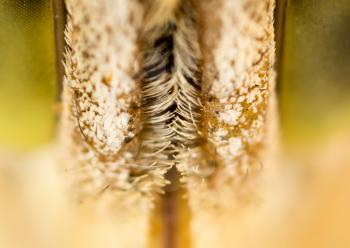 hair on the nose of a butterfly. macro