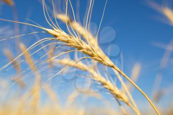 Yellow ears of wheat against the blue sky .