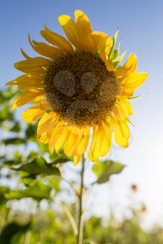 Beautiful yellow sunflower flowers grow on nature