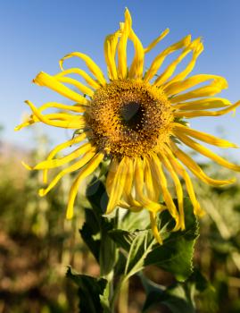 Beautiful yellow sunflower flowers grow on nature