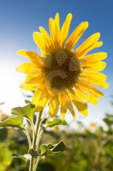 Beautiful yellow sunflower flowers grow on nature