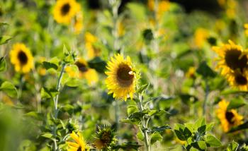 Beautiful yellow sunflower flowers grow on nature