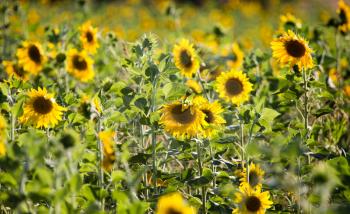 Beautiful yellow sunflower flowers grow on nature