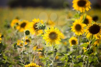 Beautiful yellow sunflower flowers grow on nature