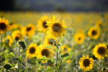 Beautiful yellow sunflower flowers grow on nature