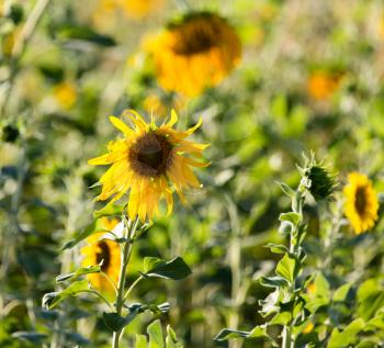 Beautiful yellow sunflower flowers grow on nature