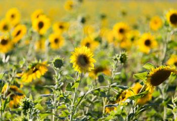 Beautiful yellow sunflower flowers grow on nature