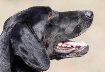 Portrait of a black dog in the nature