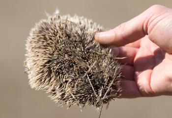 Hedgehog skin in his hand outdoors