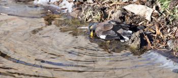 bird bathing in a puddle