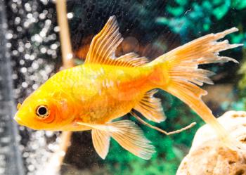 goldfish floating in an aquarium at home .