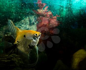 a fish floats in an aquarium at home .