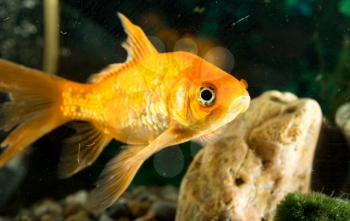 goldfish floating in an aquarium at home .