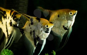 a fish floats in an aquarium at home .