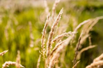 ears of grass on autumn in nature .