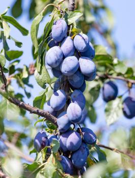 blue plum on tree branches in nature .