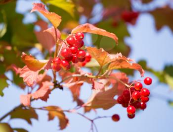 red viburnum berries on a tree branch .