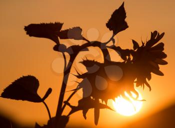 sunflower on the golden sunset as background .