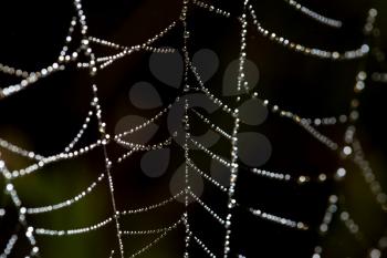 drops of dew on a spider web as a background .