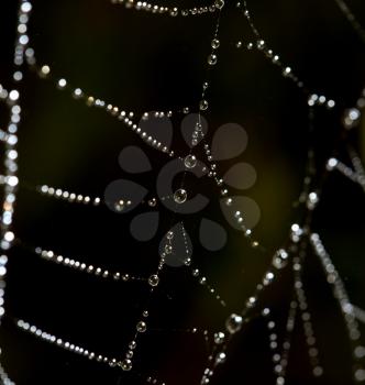 drops of dew on a spider web as a background .