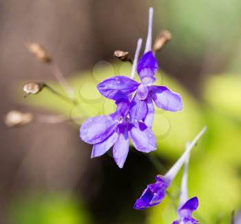 blue flower in the garden in the nature