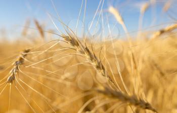 Yellow ears of wheat against the blue sky .