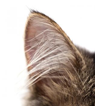 ear of a cat on a white background .