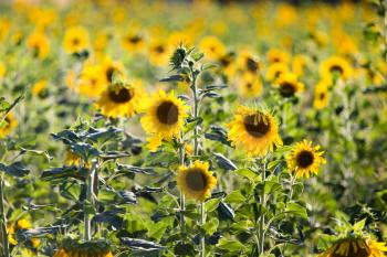 Beautiful yellow sunflower flowers grow on nature