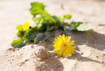 yellow dandelion in the sand on the nature .