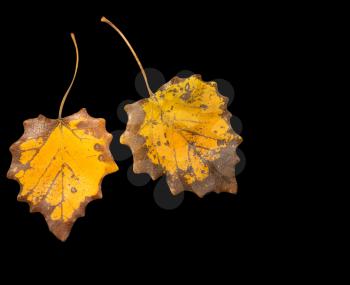 two autumn leaf on a black background