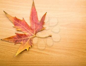 autumn leaf on a wooden background