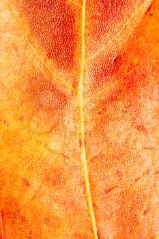 autumn leaf as a background. macro