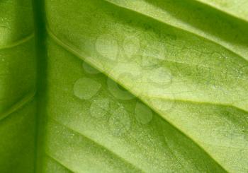 green leaf as background. macro