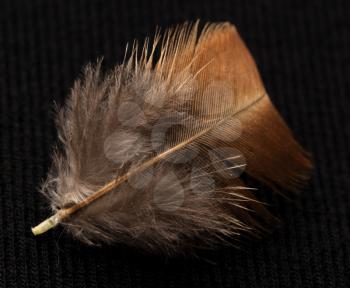 feather on a black background